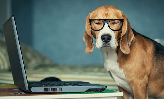 Sleepy dog working with laptop