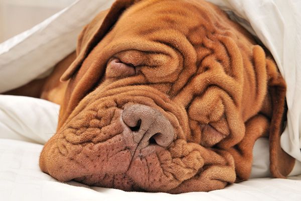 Cute wrinkled dog